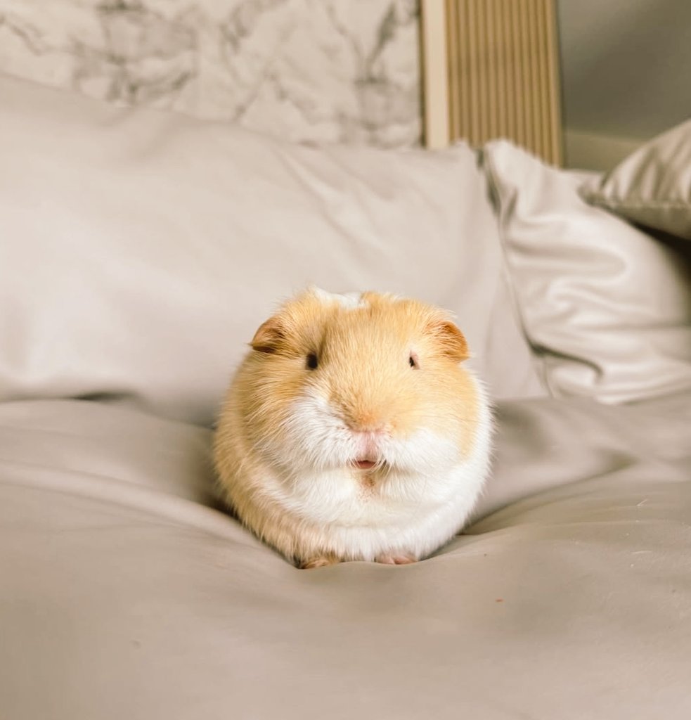 mimi ୨ৎ tweet media