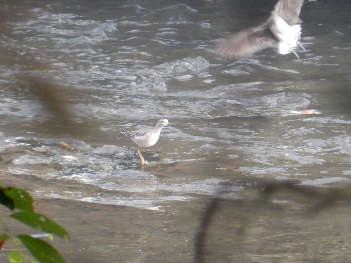 Raja Subramani tweet media