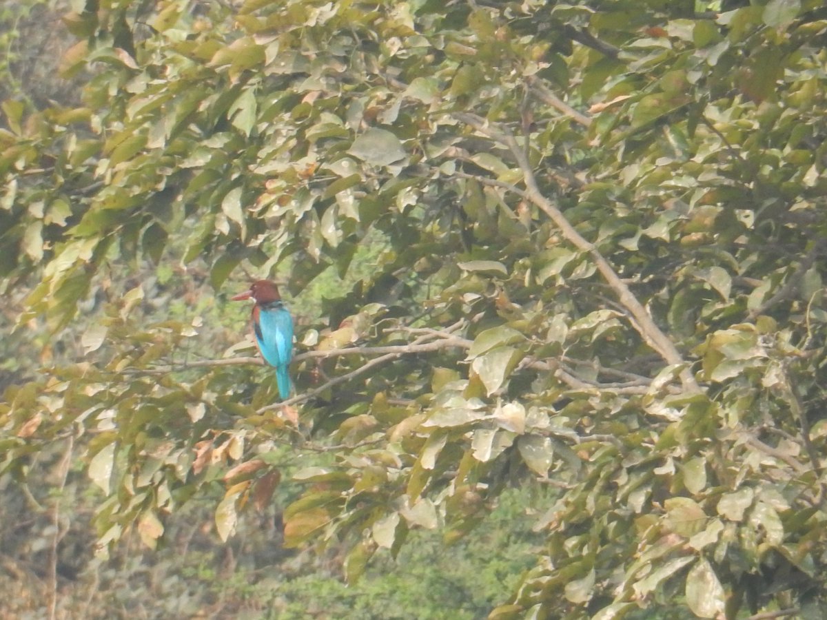 Raja Subramani tweet media