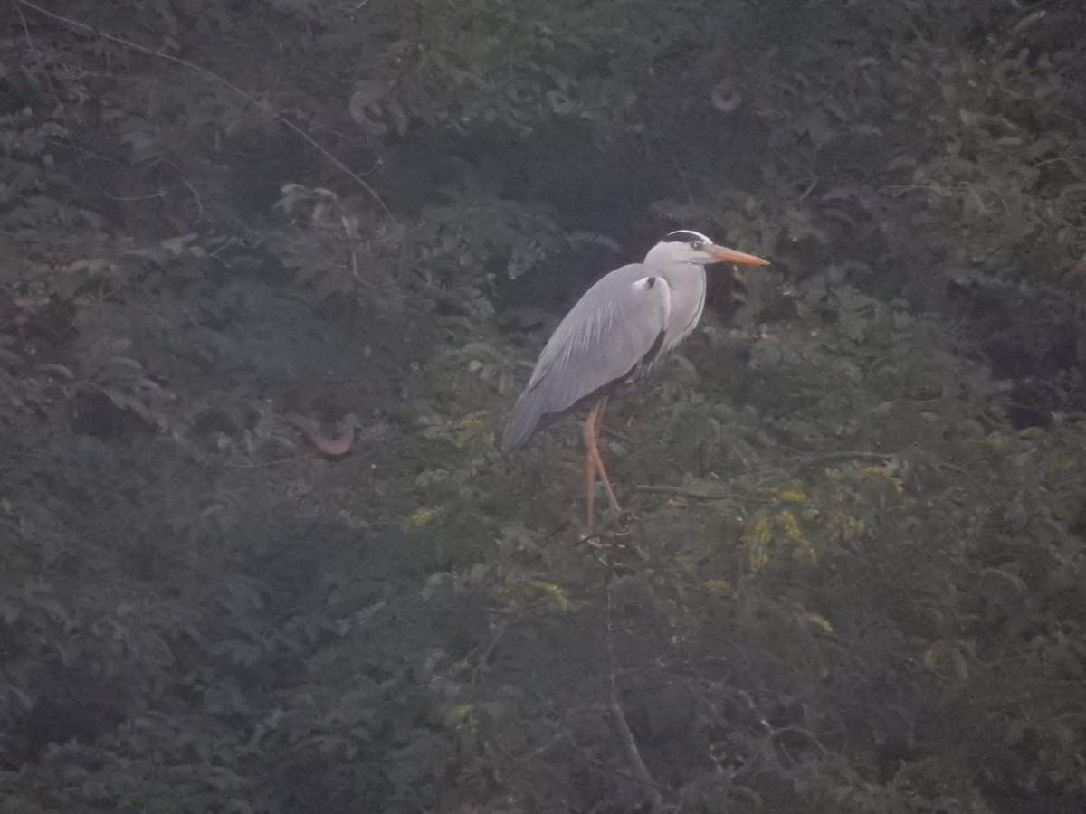 Raja Subramani tweet media