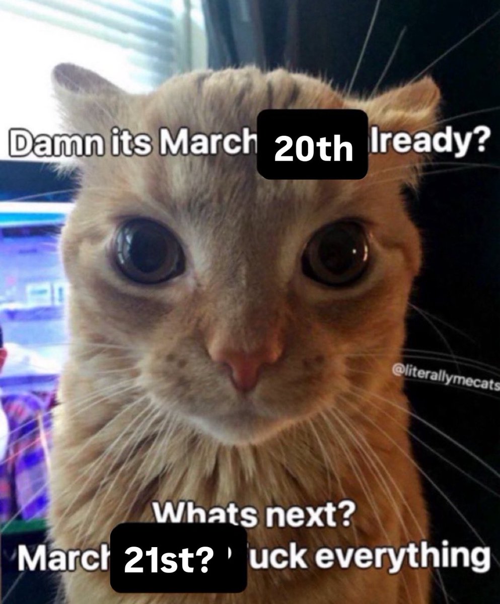 LiterallyMeCats tweet media