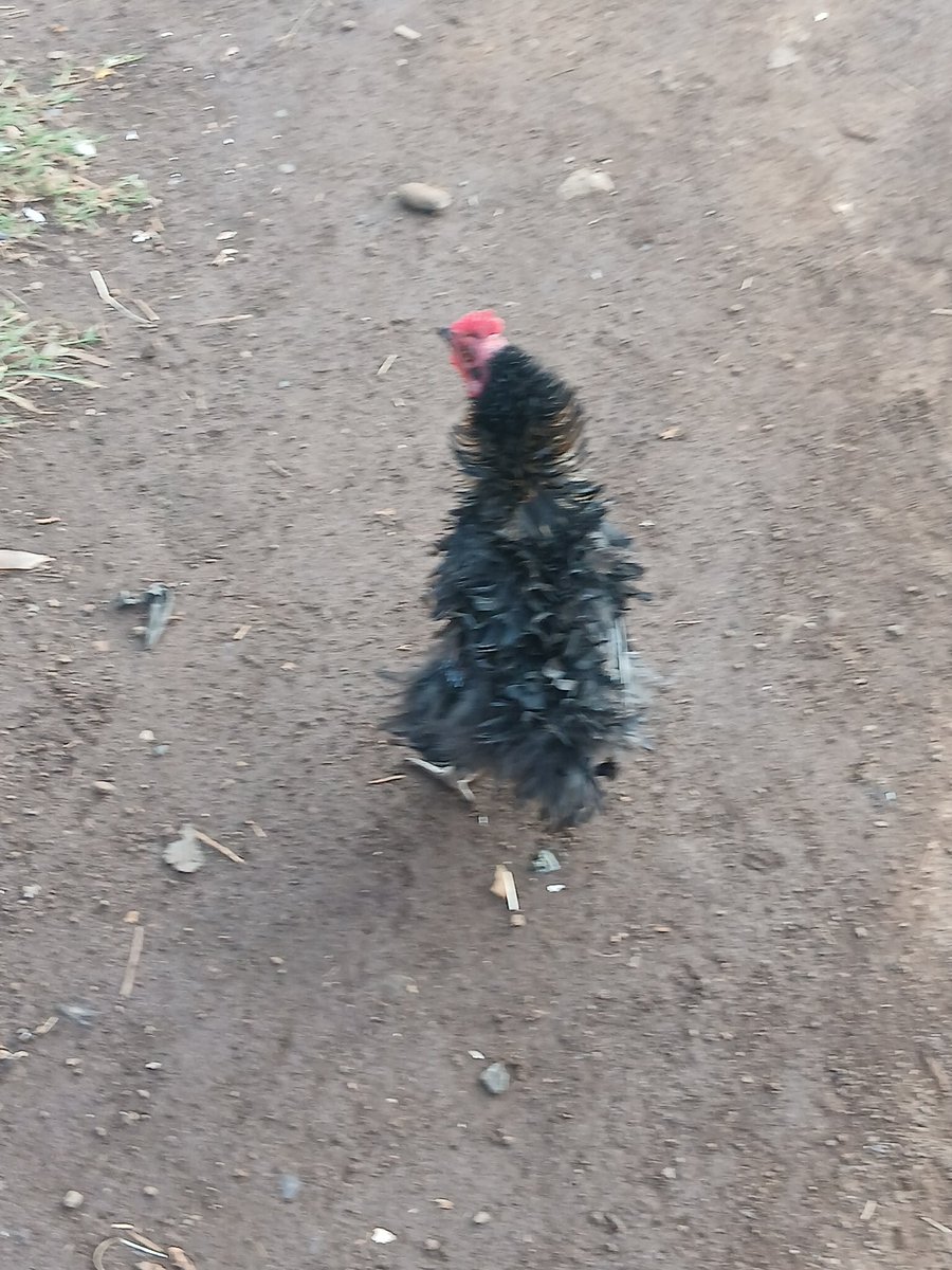 Abuga🐐 tweet media