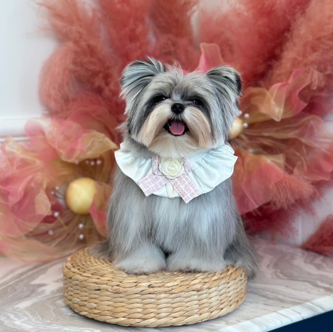 น้องโตรรี่เบบี๋น่ารักมากอ่ะแก!! หน้าตาบ๊องแบ๊วอยากรู้อยากเห็นแต่ดูเรียบร้อยแบบผู้ดี๊~ผู้ดี ตาใสมากๆ ไม่แปลกใจเลยที่จะครองใจคนบ้านลี้อยู่หมัด โดยเฉพาะเฮียคนนั้นล์😳