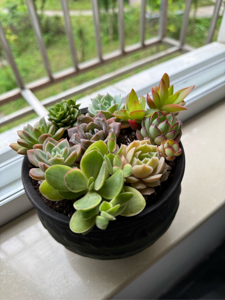 arcedon prez tweet media