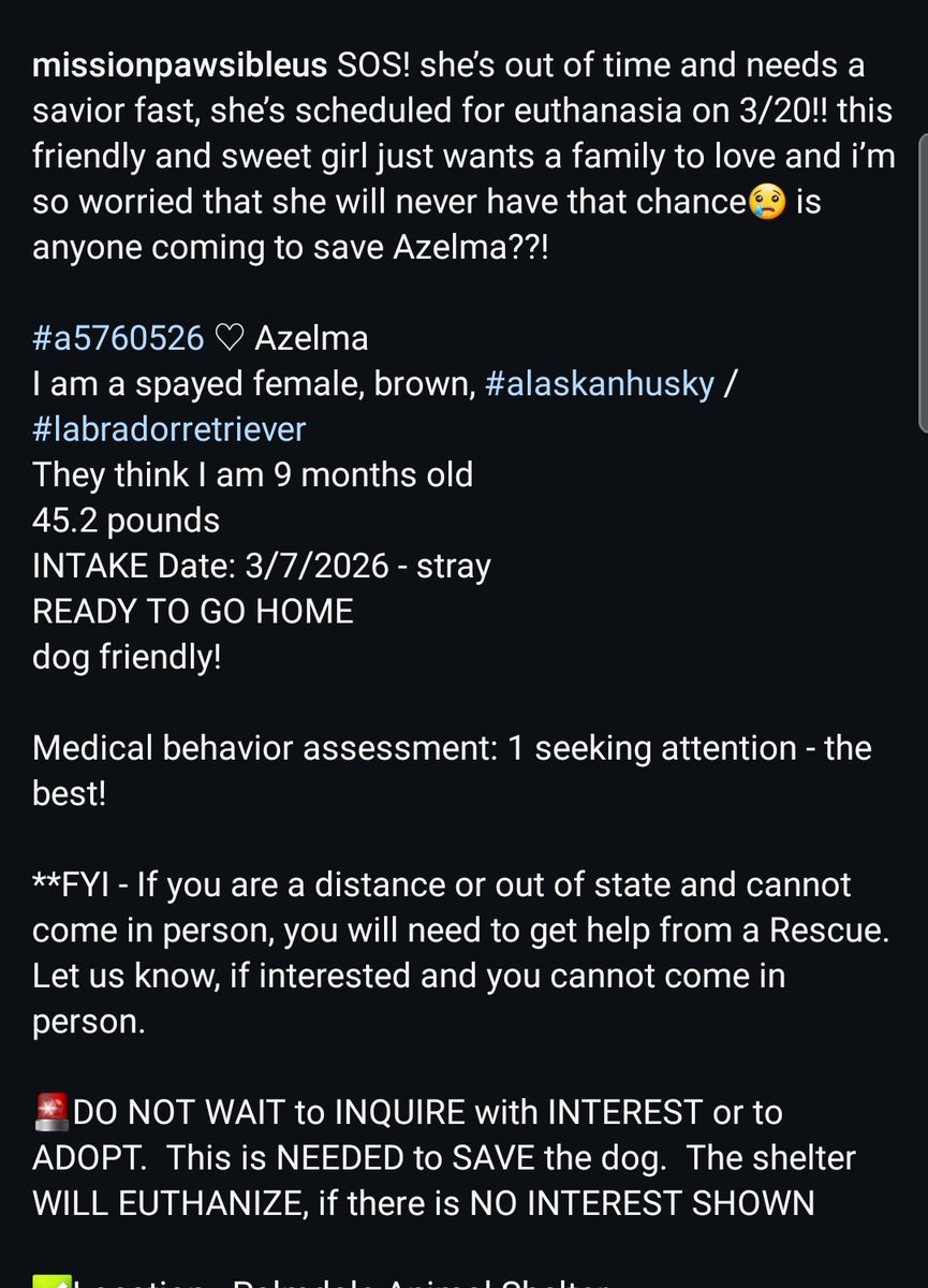 8415_n's tweet image. AZELMA #A5760526
9mo.#AlaskanHusky #labradorretriever mix
She's a beautiful #huskypuppy in high-kill "shelter" #Palmdale
#husky #huskyrescue
Dog-friendly, calm, gentle &amp;amp; composed, yet feeling so unsafe, waiting for her human. 
A sweet #puppylove in need of love &amp;amp; place to go.