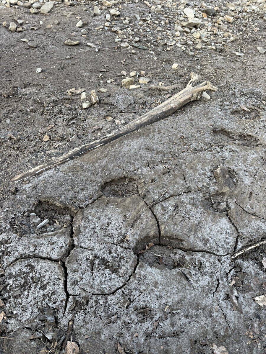 根魚卿のkechamana tweet media