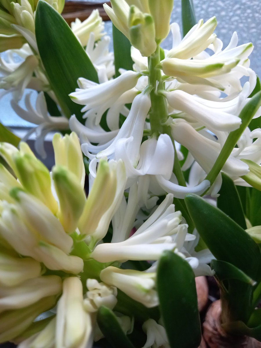 Neto 🌹🕊🌹PAZ صلح PAIX мир 平和 BARIŞ سلام 평화 शांति tweet media