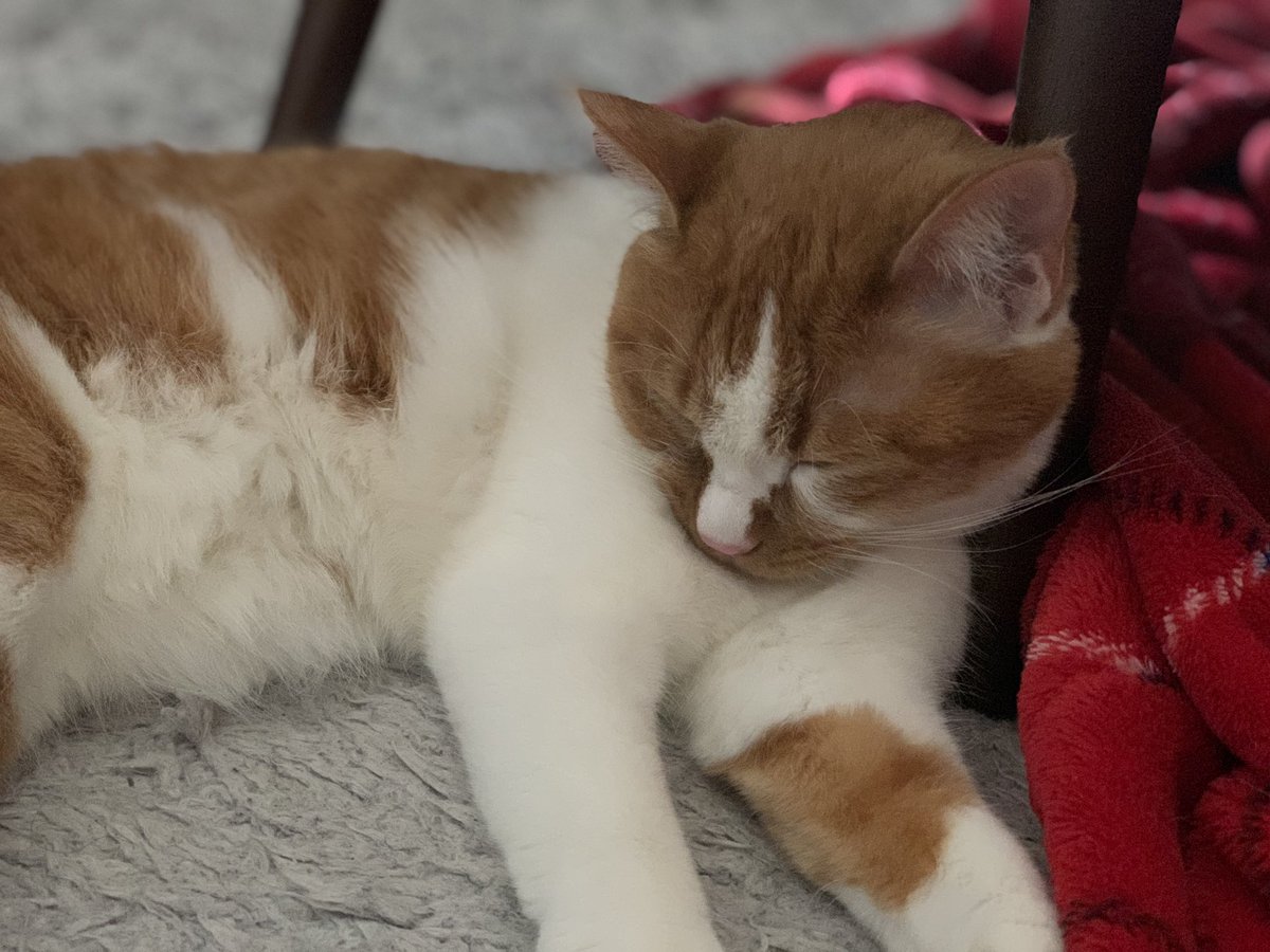 可愛いにゃん🐱❤️