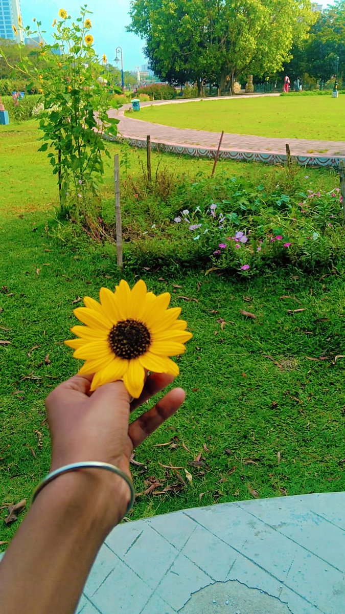 ekk_____Rahasya's tweet image. Bloom like a sunflower, even on cloudy days.

#sunflower 🌻