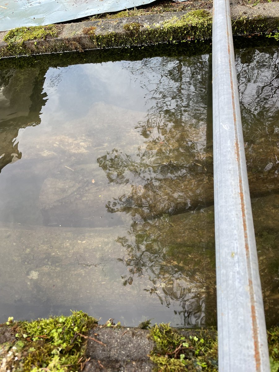 まつかさ堂 tweet media