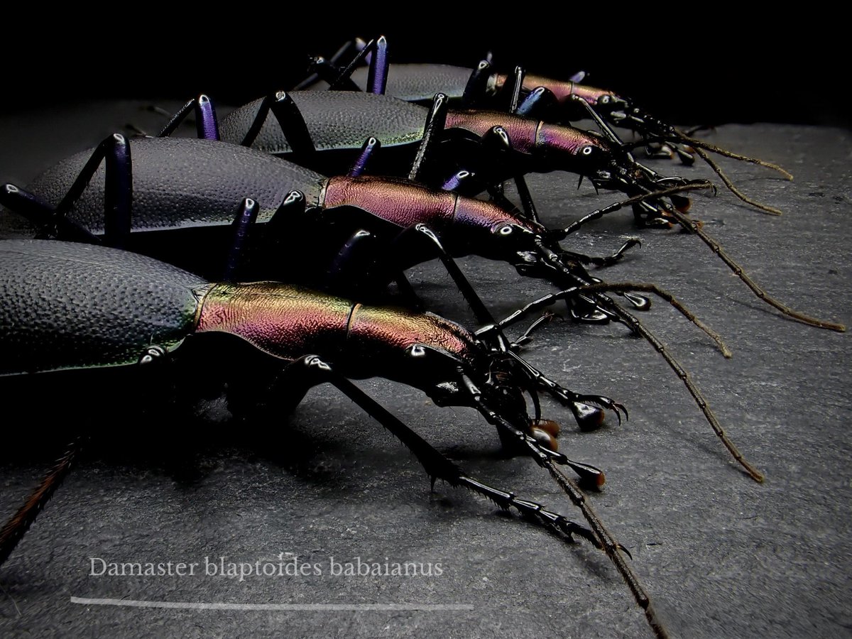 Damaster & Carabus tweet media