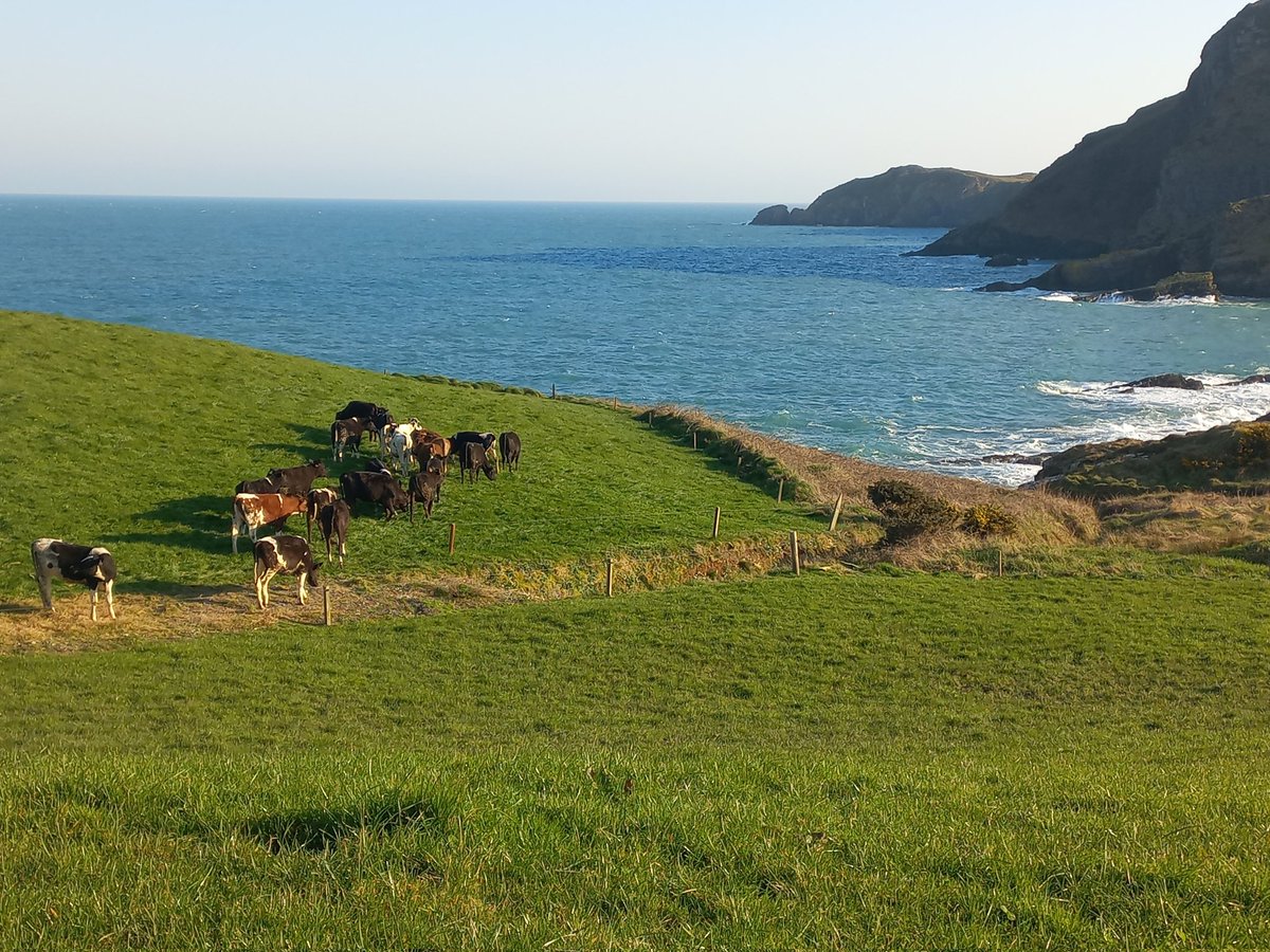 Darragh O'Callaghan tweet media