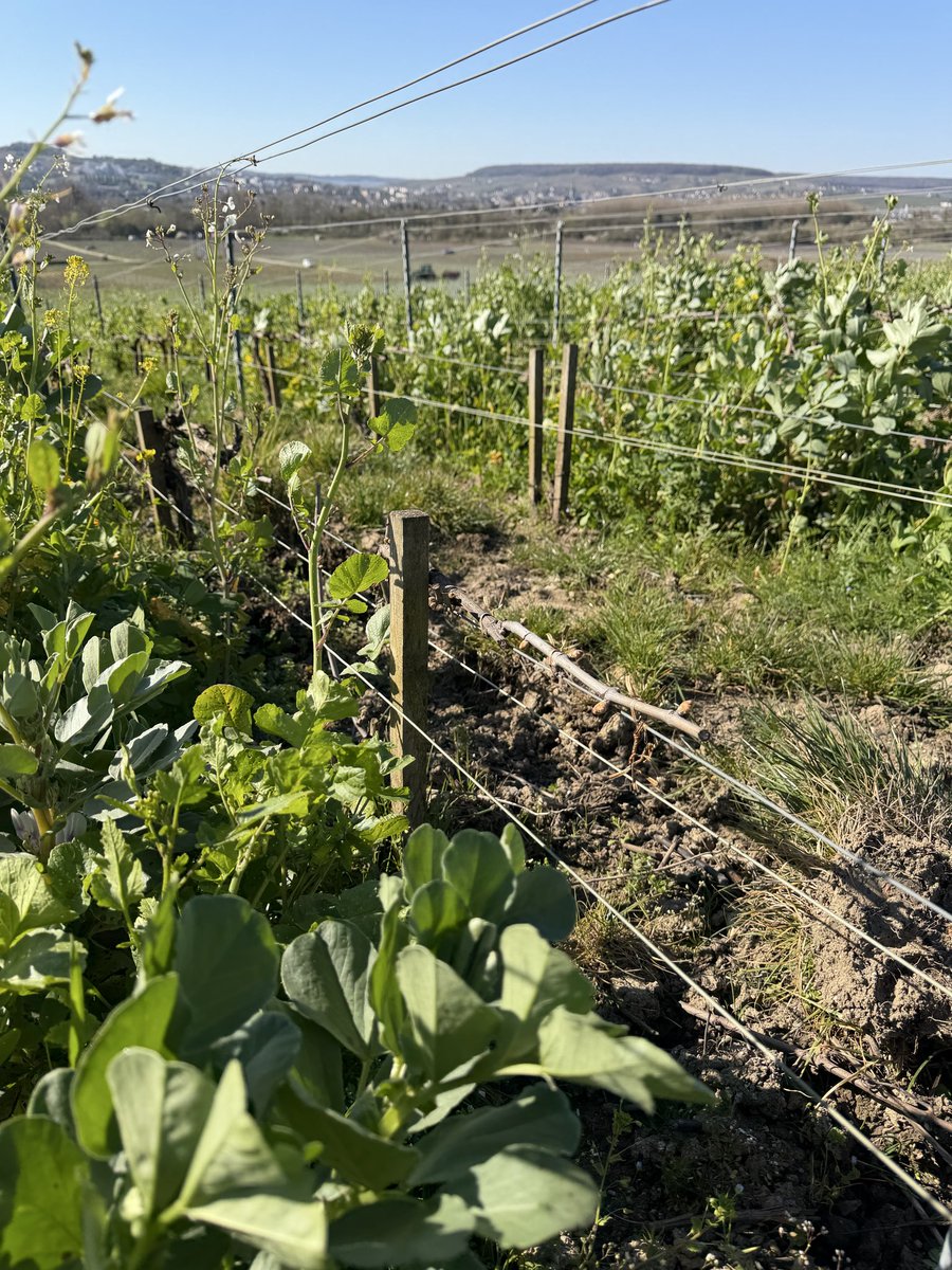 Louis Roederer tweet media