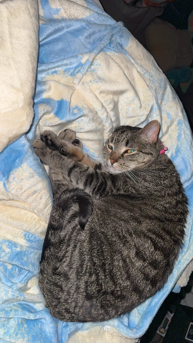 Hooded blanket is Ella approved 💙 <a href="/caseohs_mom/">caseohs_mom</a> <a href="/CaseOh__/">CaseOh</a>