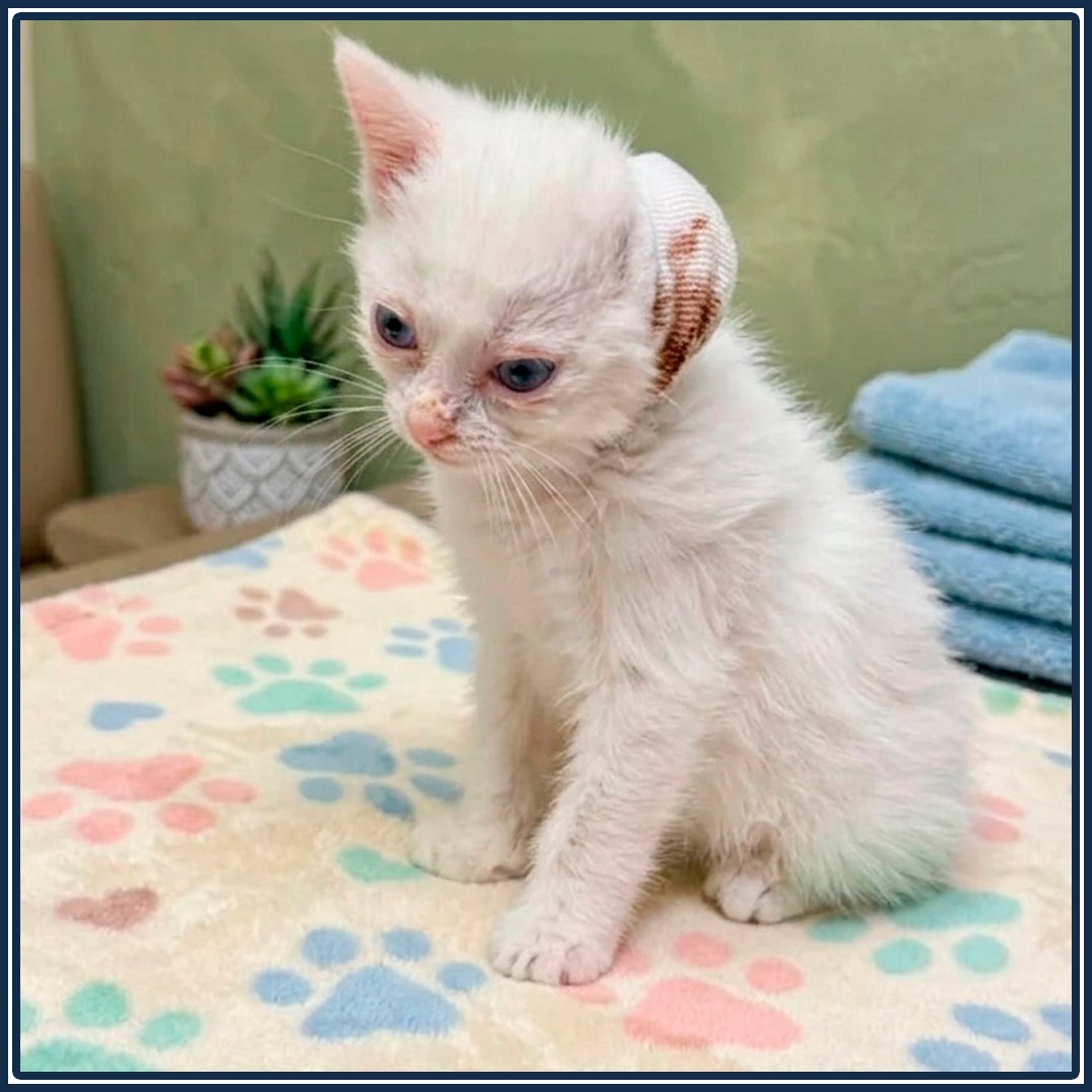 Posts Of Kittens🐾 tweet media