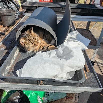 Robert Allotment cat,now helped by Janet & Amanda tweet media