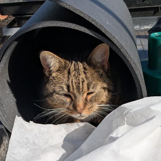 Robert Allotment cat,now helped by Janet & Amanda tweet media