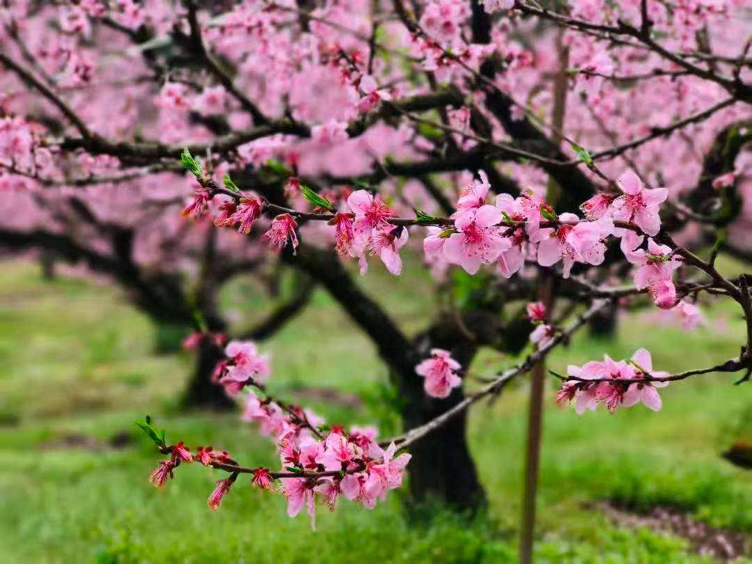 HolaFujian's tweet photo. 🌸🌸Recently, the peach planting base located in Shanqian Village, Longyan, Fujian, has entered its peak flowering period. Peach blossoms are blooming all over the mountains and fields, shining like pink clouds under the sunshine.
#ChinaTravel #Fujian #Longyan #flowers #spring #tourism
@pingtanchina @fujiantravel @CGMeifangZhang @salahzhang @zhang_heqing @ChinaEmbajada @Echinanews @EmbajadaChinaEc @EmbSuarezSalvia @ChinaEmbEsp @ChinaEmbinRI