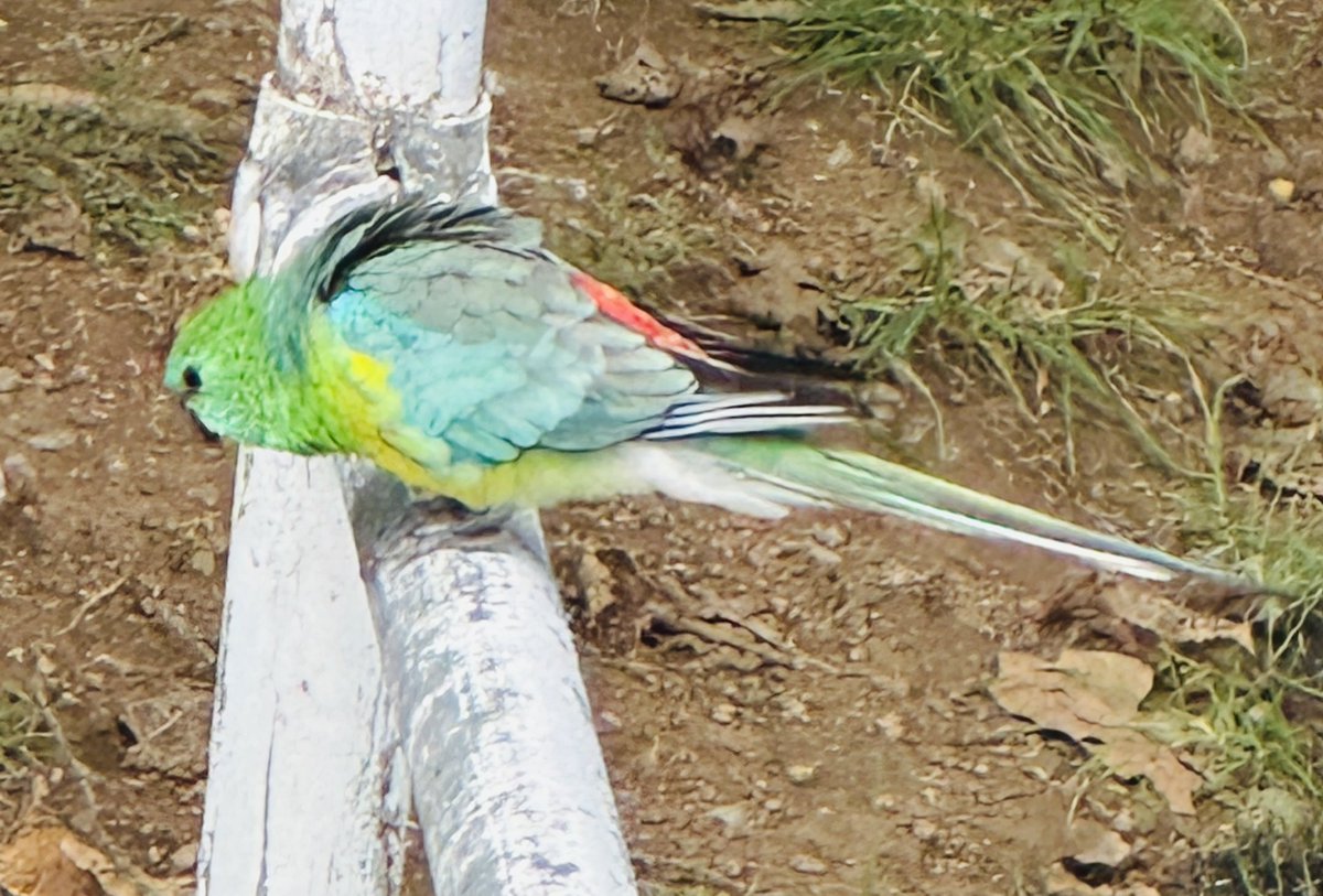 Craig Emerson tweet media