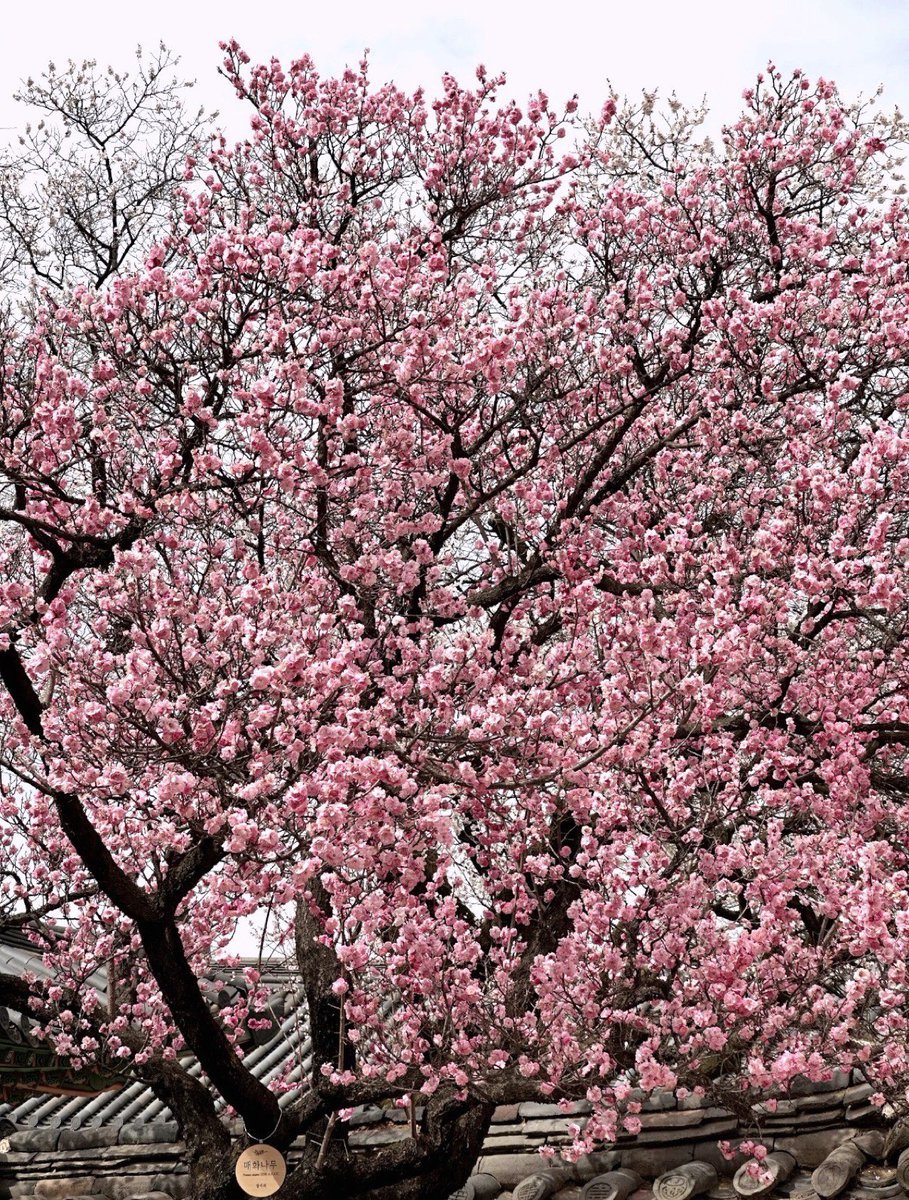 곧 창덕궁 홍매화 시즌 온다🌸

기대돼 ( ˃᷄˶˶̫˶˂᷅ )💗