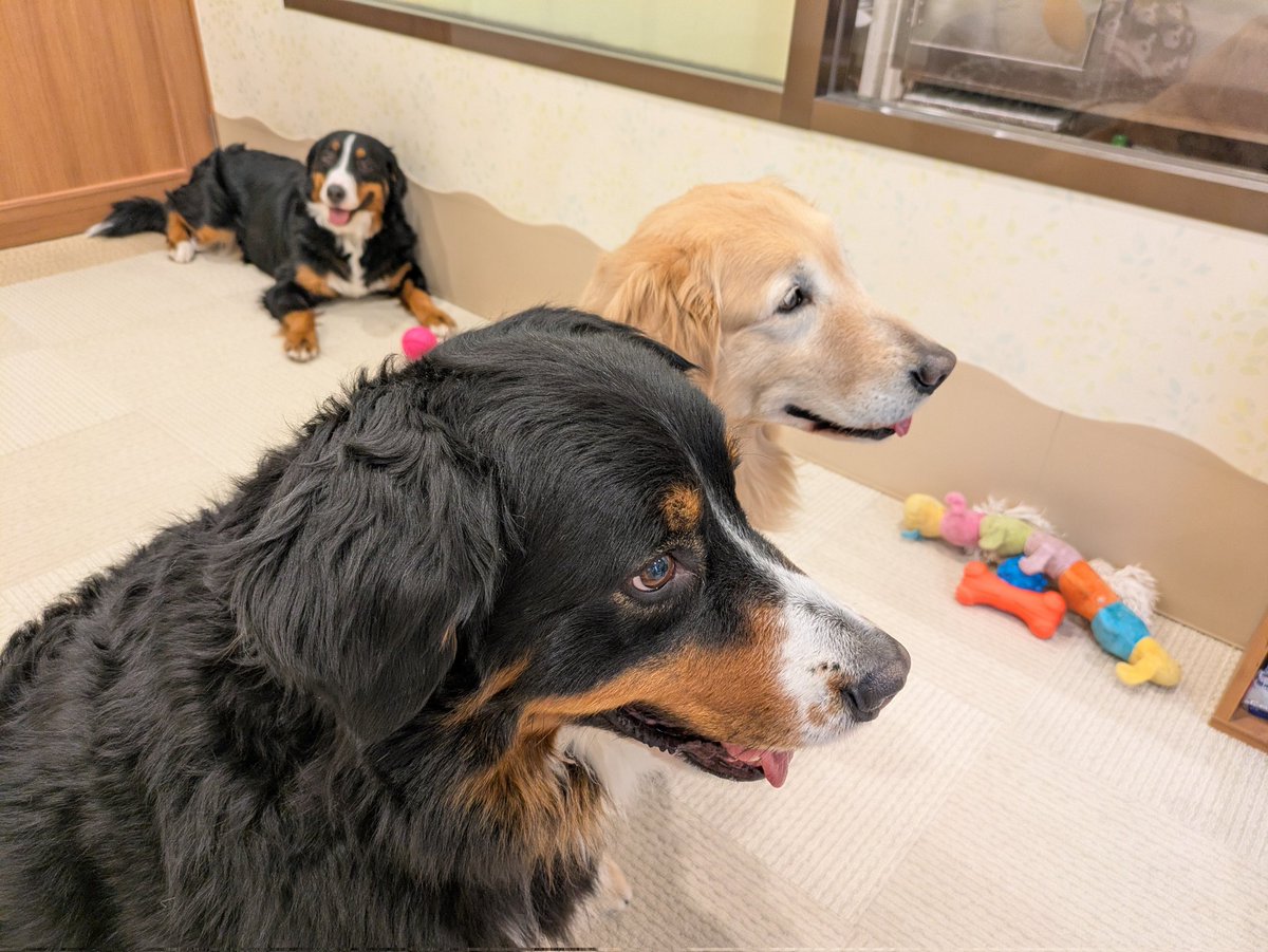 学食の券売機 tweet media