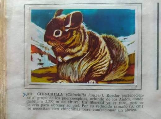 Sr. Cleef tweet media