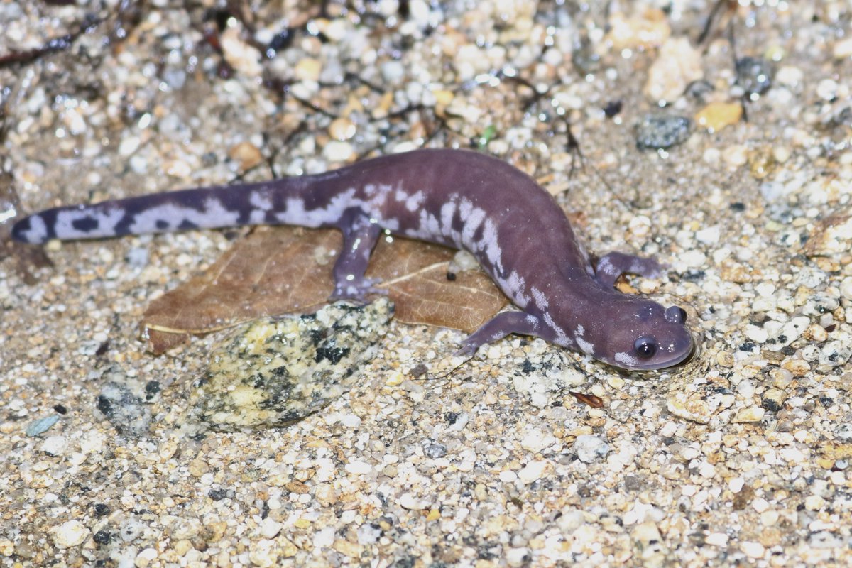 🐍EZOさん🐍 tweet media