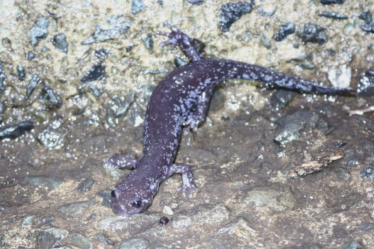 🐍EZOさん🐍 tweet media