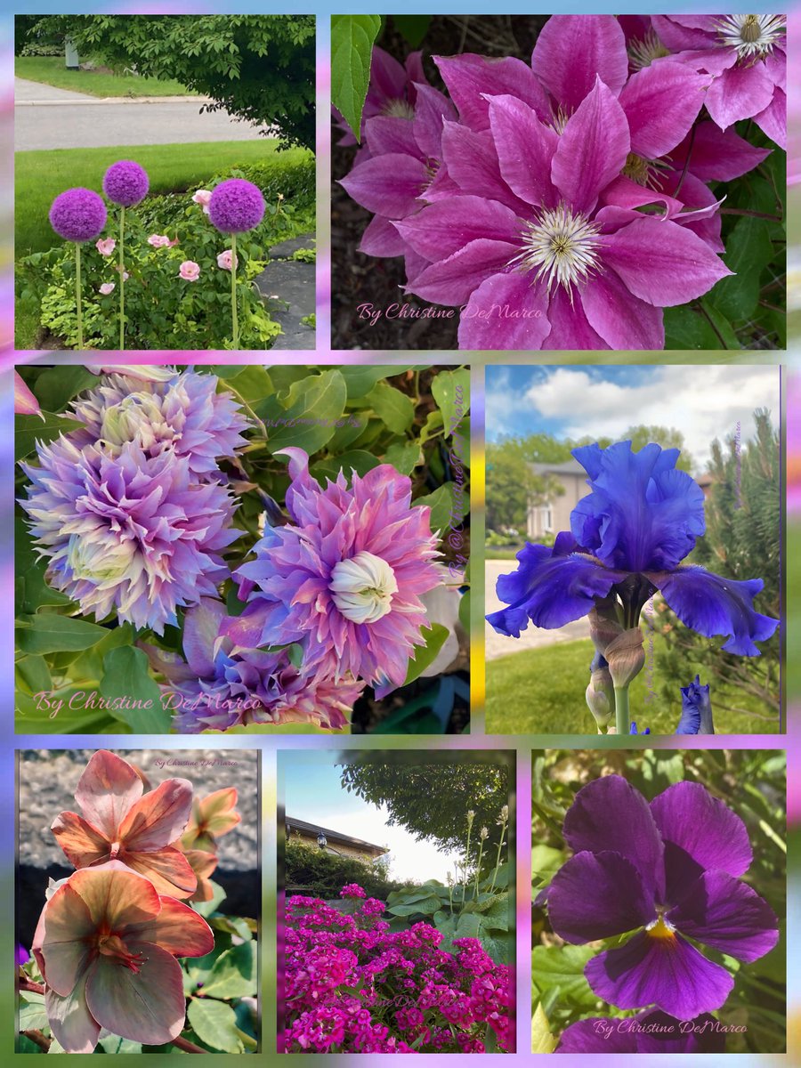 🌱Christine DeMarco tweet media