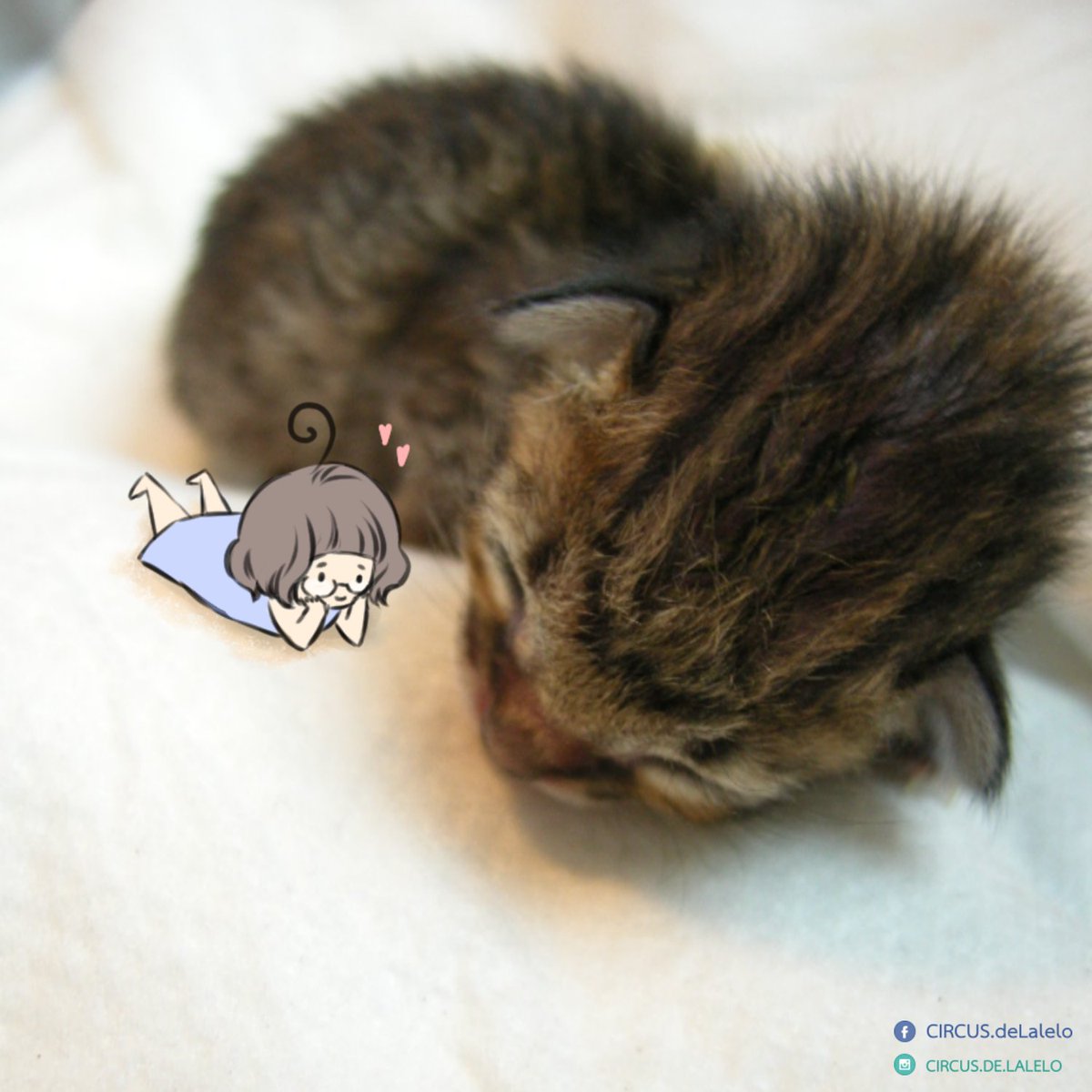 ppwei 🐱 B39 #งานหนังสือ2569 tweet media