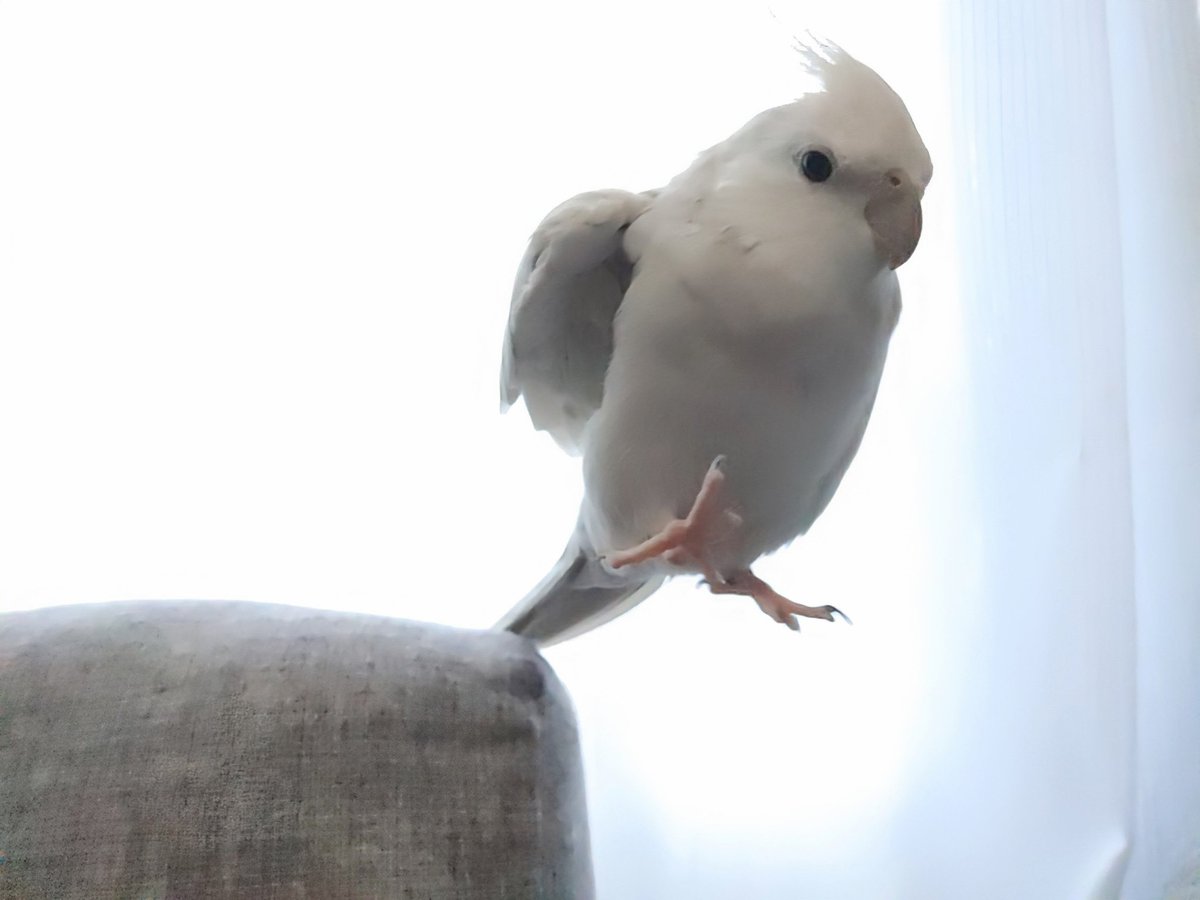 とりちゃん tweet media