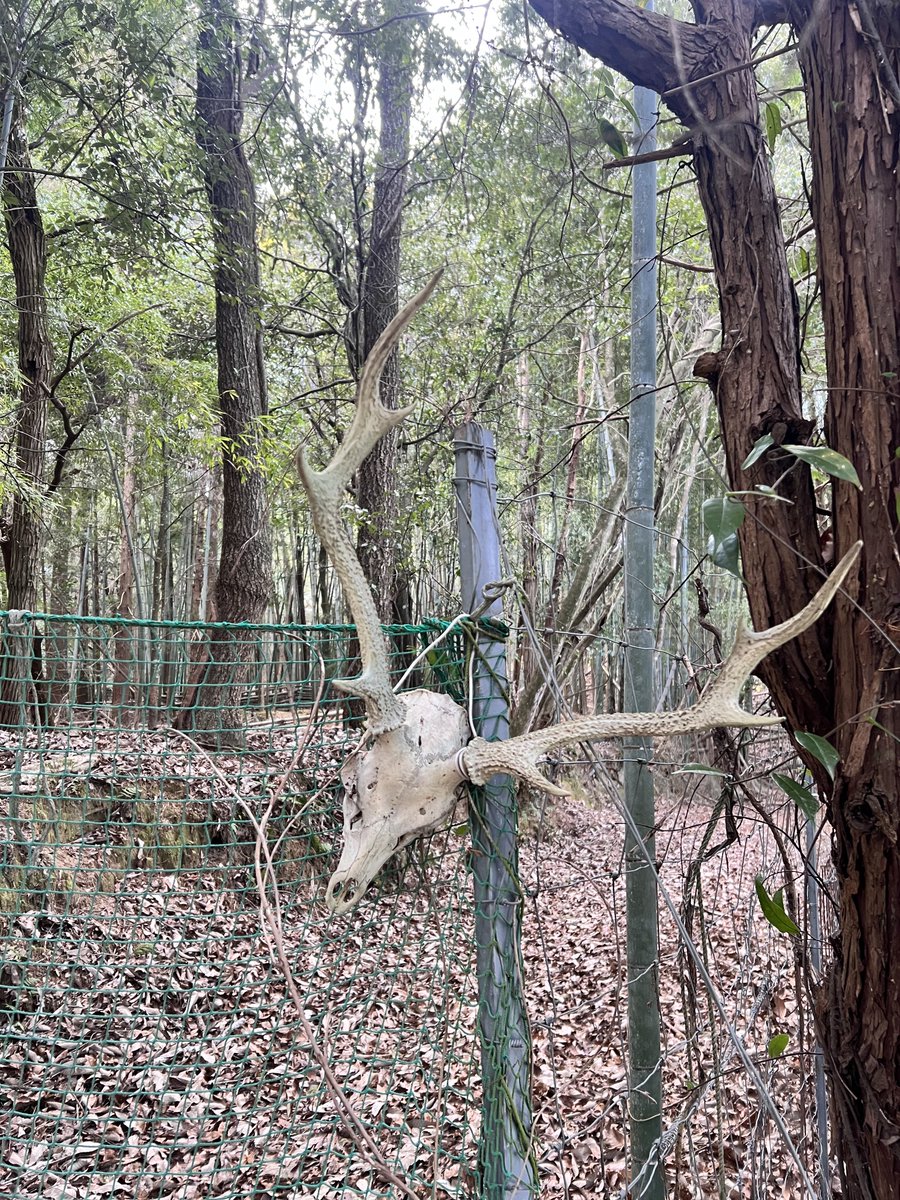 猫の男爵👯‍♀️🍬👖 tweet media