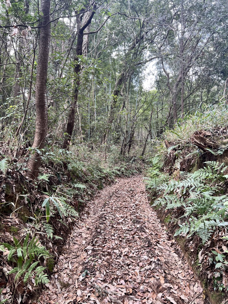 猫の男爵👯‍♀️🍬👖 tweet media