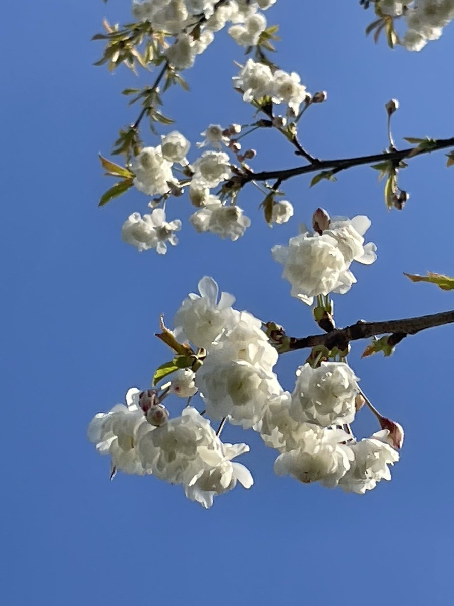 Rob Hoeijmakers tweet media