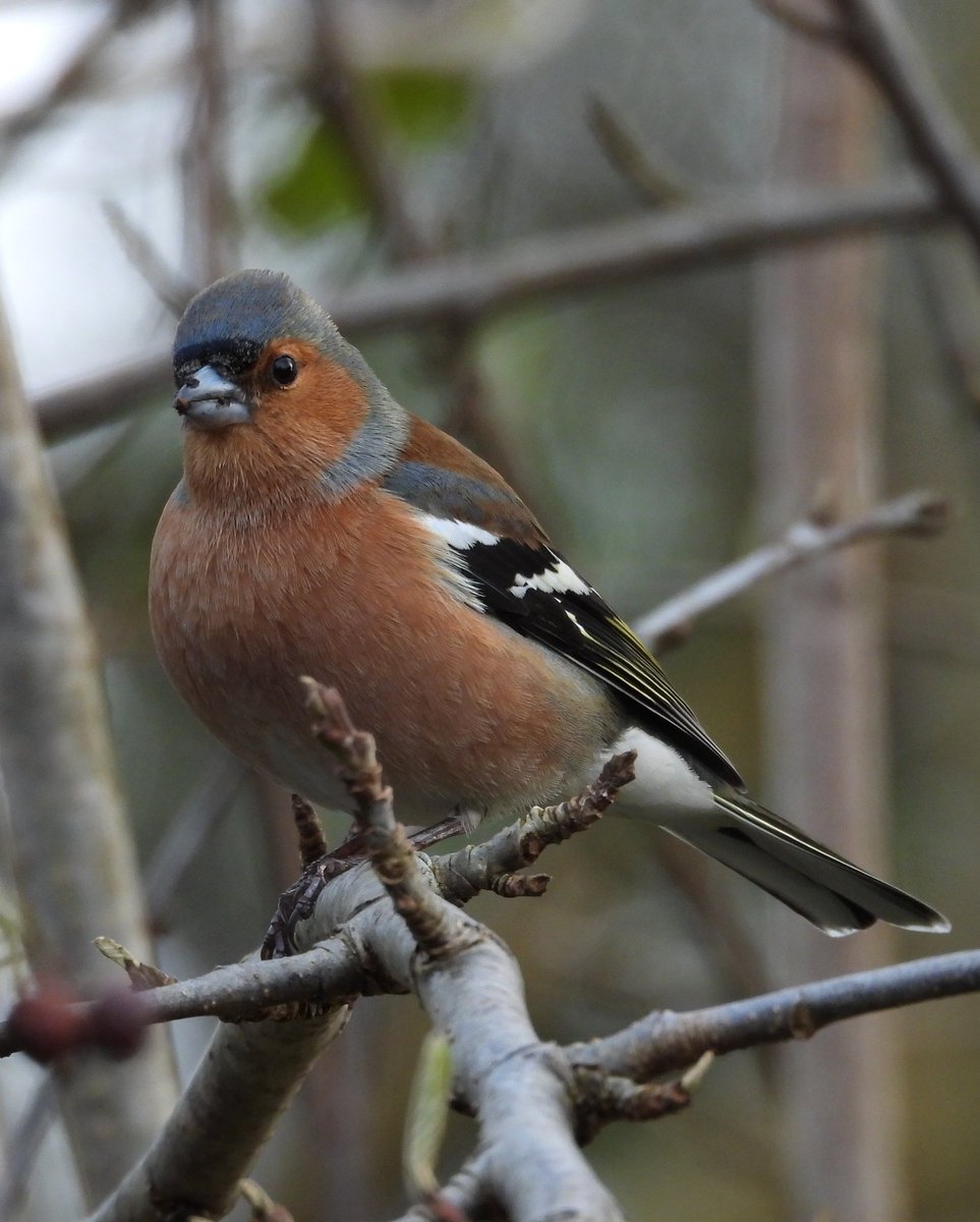 Bwarropics tweet media