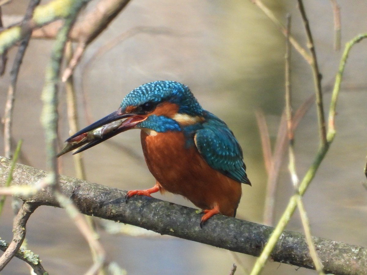 East London Kingfishers tweet media