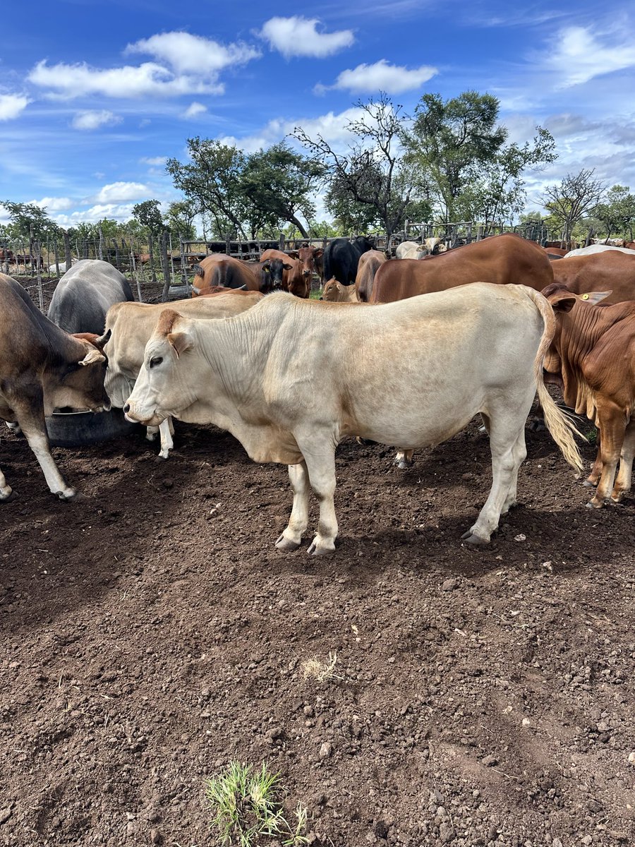 Klipranch tweet media