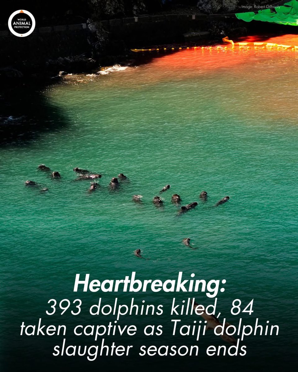 dominic dyer tweet media