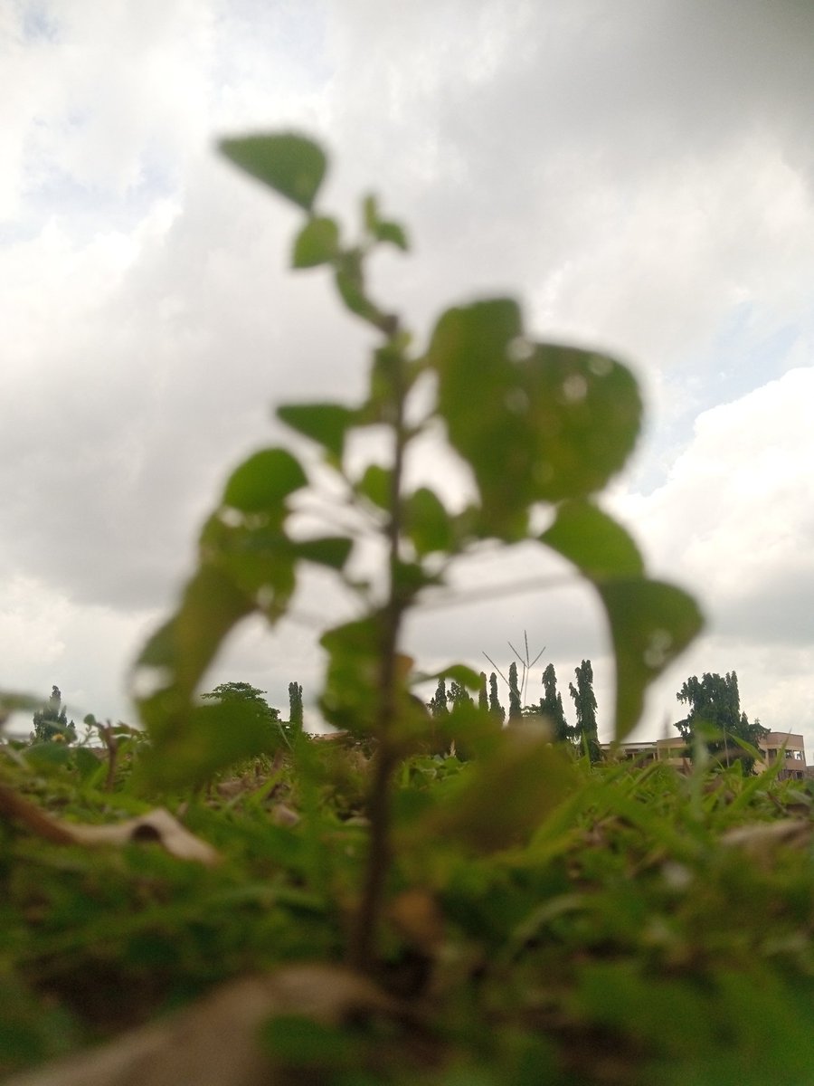 Oluwaphemite tweet media