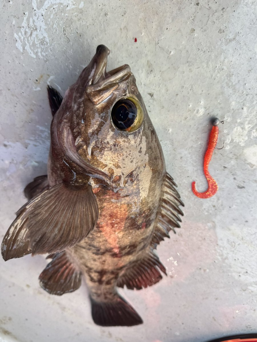 🐟️フィッシングガイド勝栄丸🎣🚢 tweet media