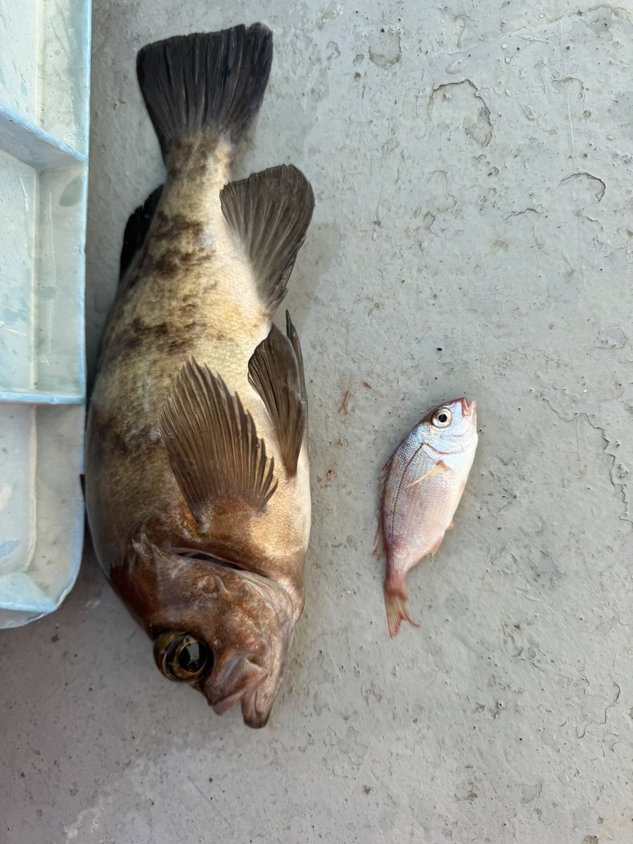 🐟️フィッシングガイド勝栄丸🎣🚢 tweet media