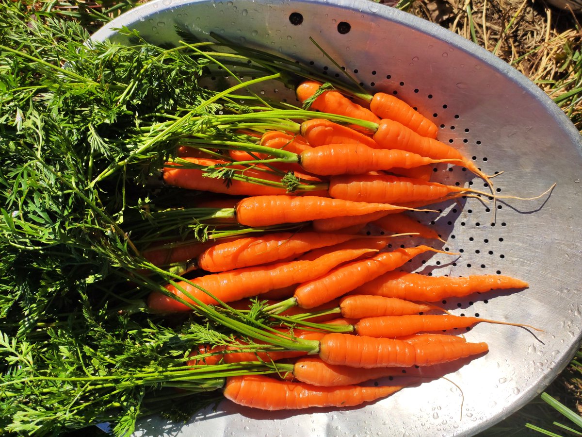 Rajeeva Nayan tweet media