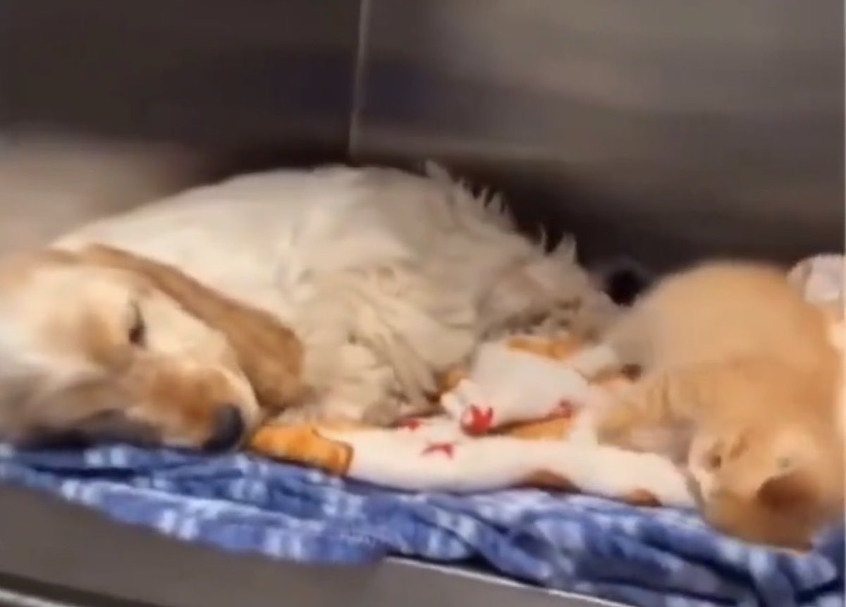 Vic Fifty tweet media