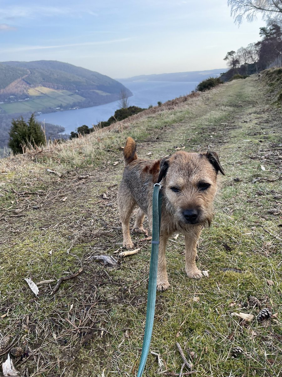 Joss Naylor (the dog) CBE OBE tweet media