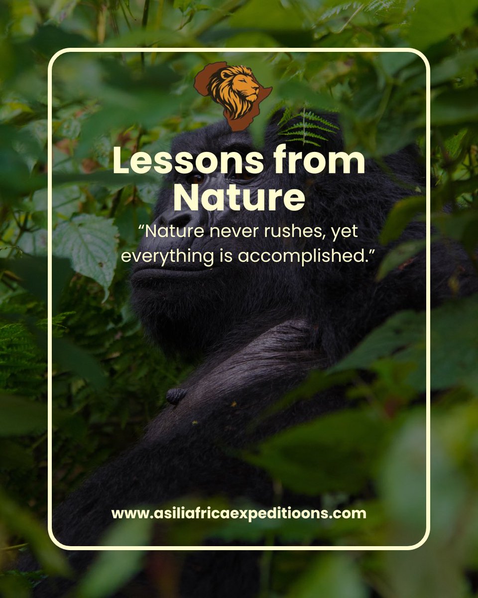 Asili_Africa's tweet image. Nature never rushes, yet everything is accomplished.

There’s so much wisdom in the wild slow down, breathe it in, and let Africa teach you. 
asiliafricaexpeditions.com

#LessonsFromNature #AfricaWildlife #GorillaTracking #AsiliAfrica #AfricaExpeditions