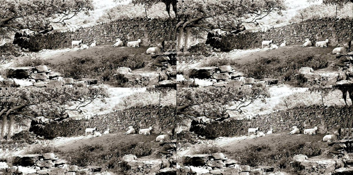 Tweedee Thomas tweet media