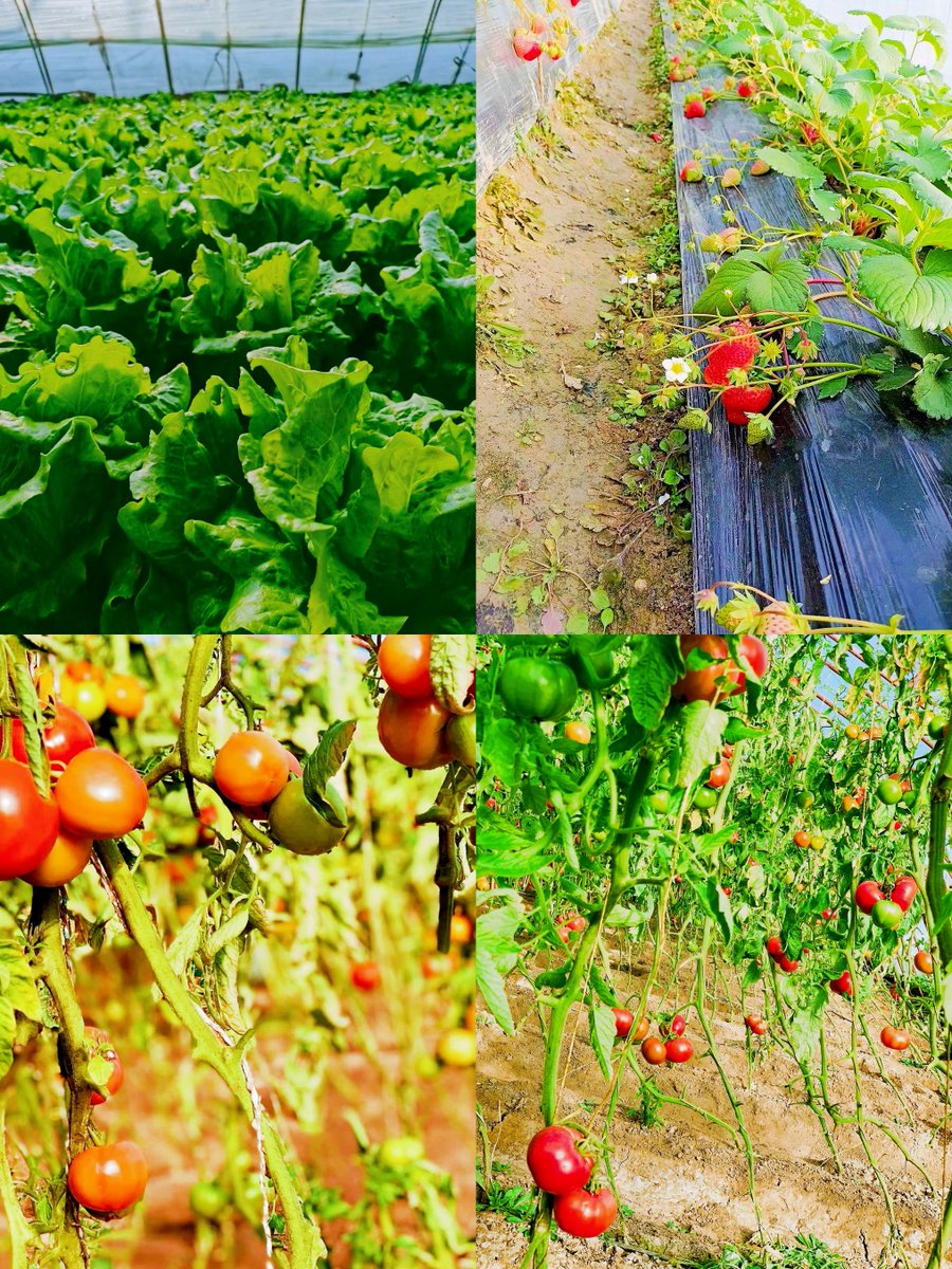 Amanda Donaghy tweet media