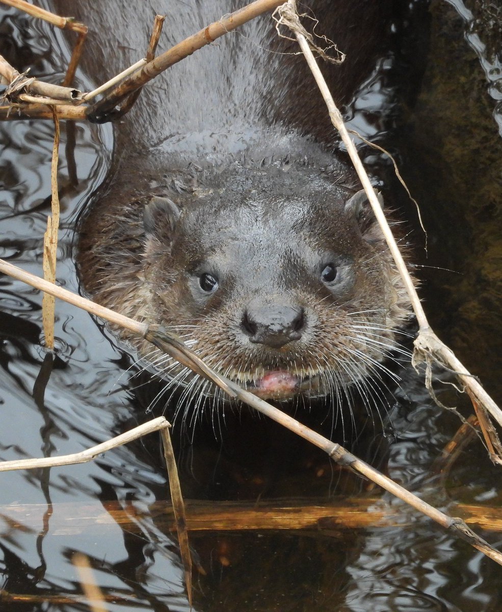 Bwarropics tweet media