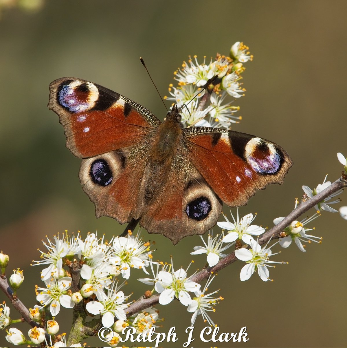 Ralph Clark tweet media