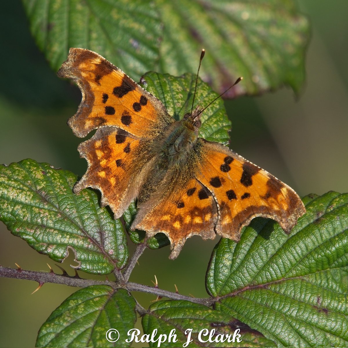 Ralph Clark tweet media